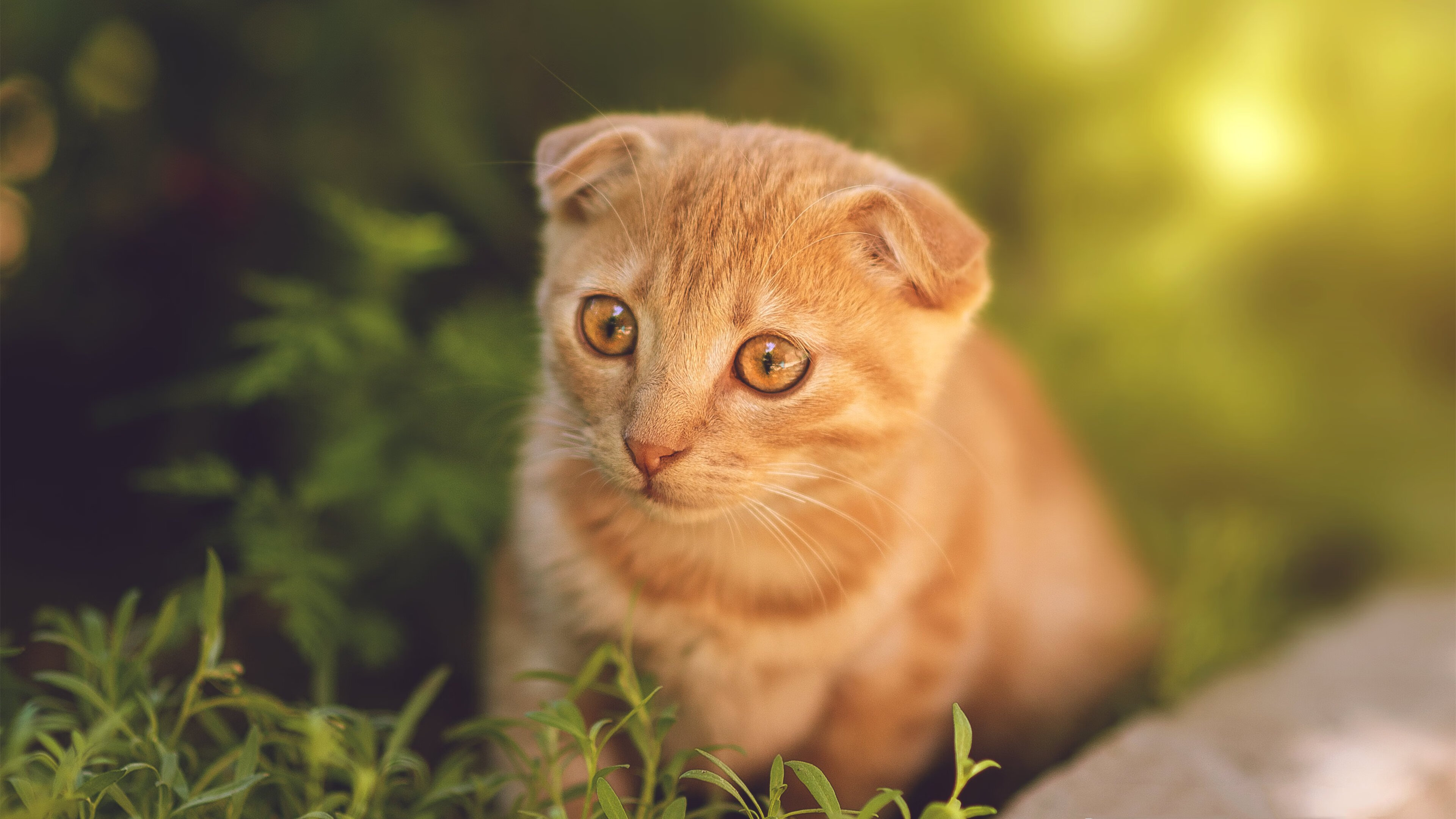 “中超豪门为新赛季蓄势待发,豪华阵容引人期待”,中超传统豪门排名