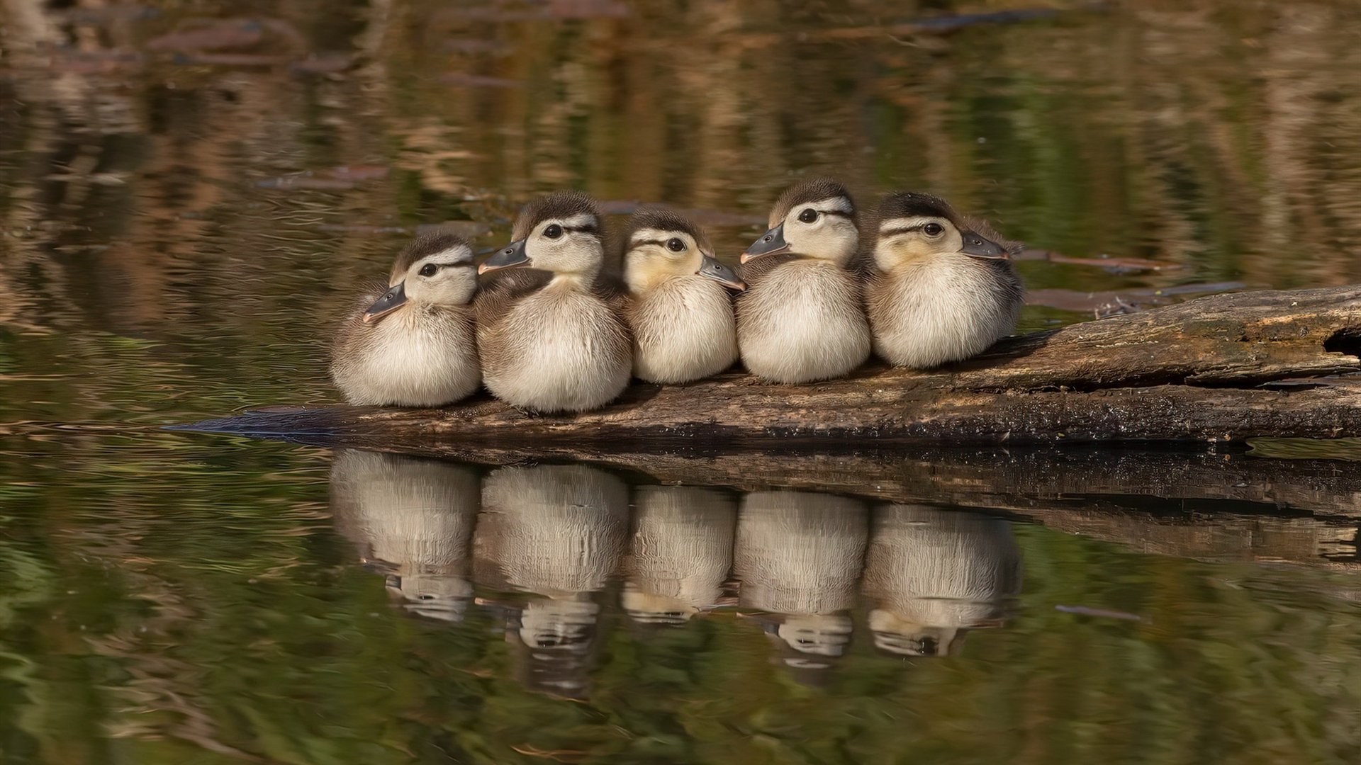 【大谷翔平的两栖奇迹】投打两端引领联盟风潮,大谷翔平个人资料