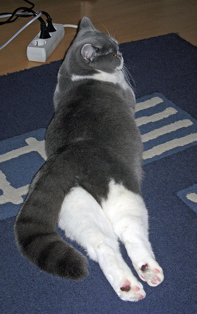 开云中国大陆-全国青少年篮球“健康成长”志愿服务在广西持续火热，全国青少年业余篮球联赛