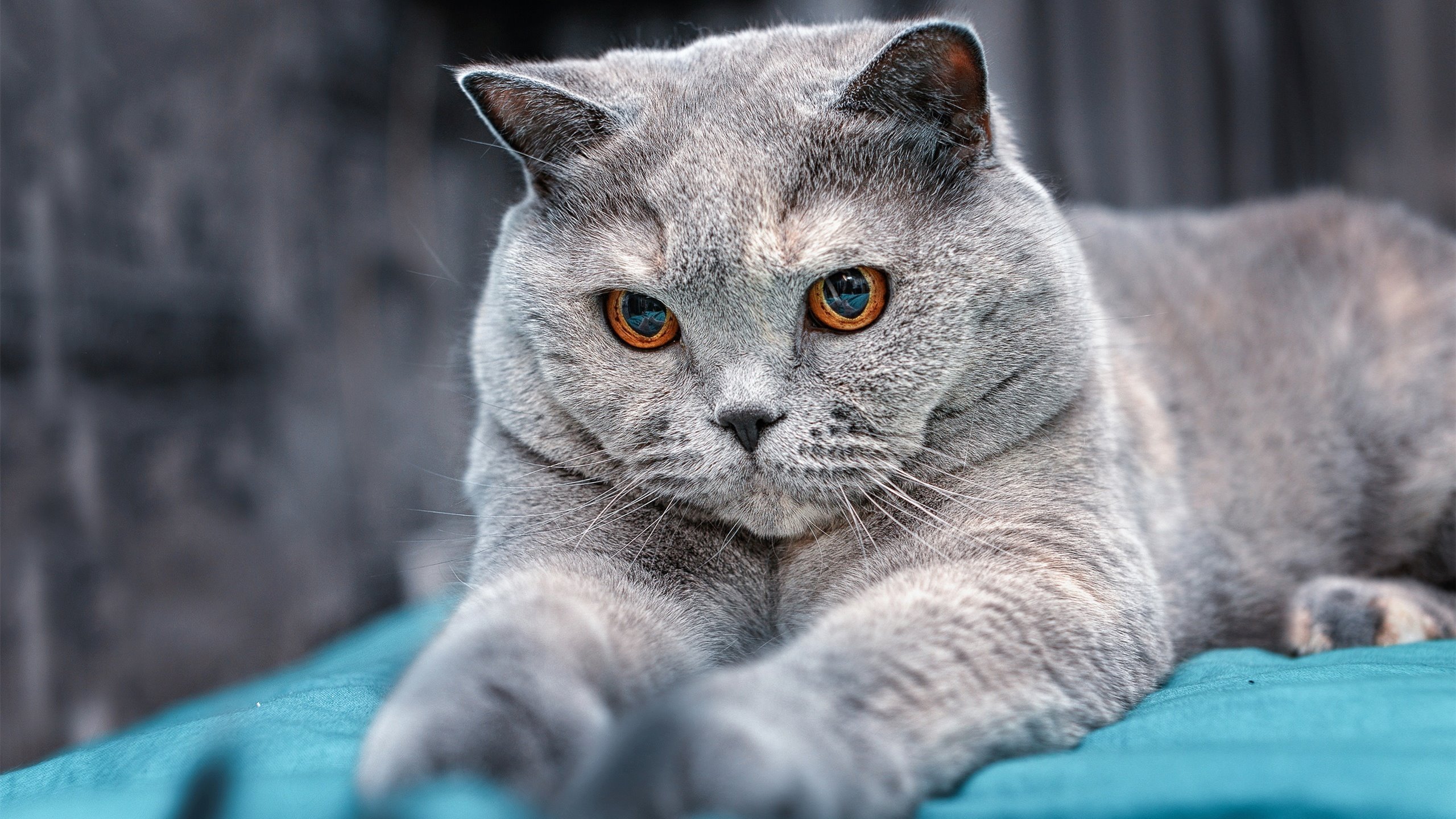 kaiyun体育综合-史上最激烈的“冠军争夺战”现场回顾，冠军争夺战 小说