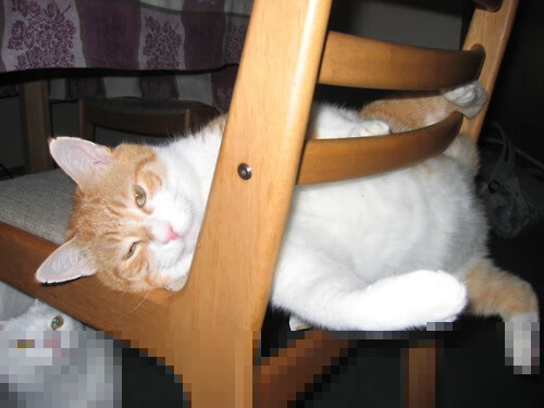 史上最激烈的“冠军激战”现场回放,冠军集锦