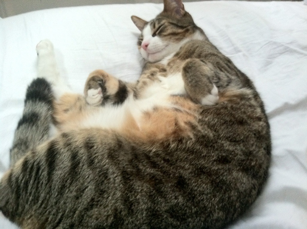 失误频繁：上海队19次失误，失去赢球主动权！，上海队战绩