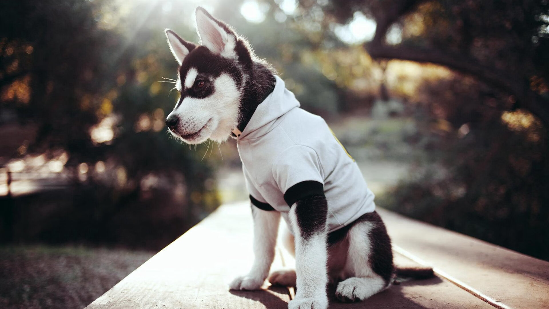 意甲冲刺：那不勒斯一飞冲天，稳居积分榜首，意甲那不勒斯对国米