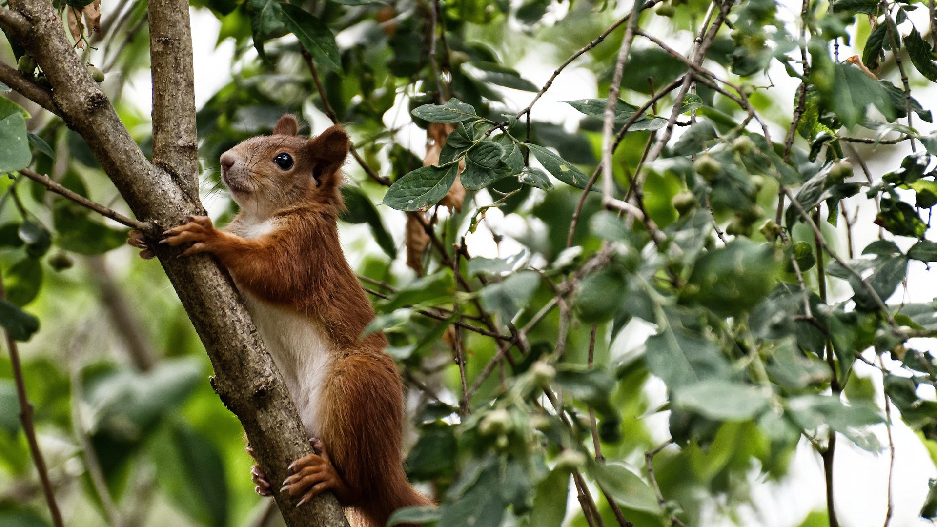 泰国马术协会与美洲马术协会合作,举办国际马术交流活动,促进文化互鉴。