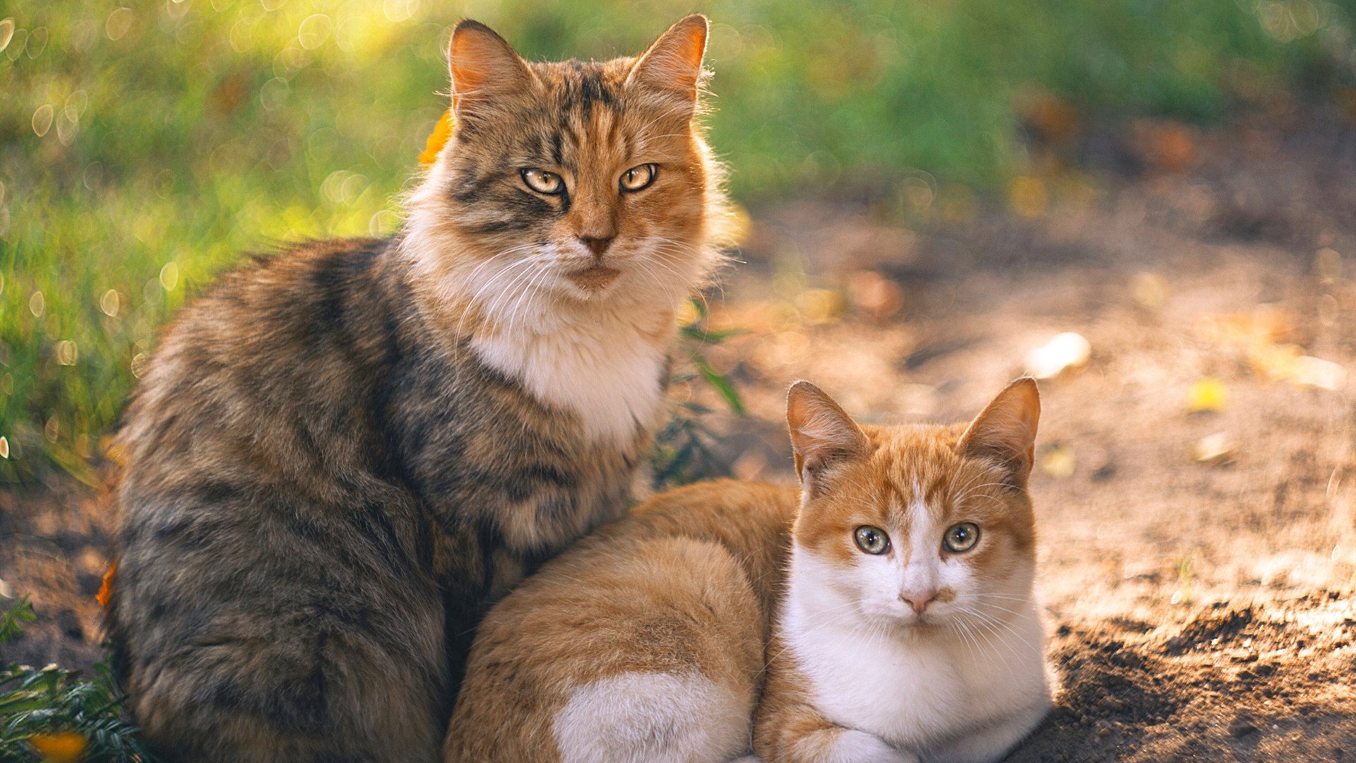 瑞士球员滑跪庆祝时滑出场外，裁判爆笑，瑞士滑雪队