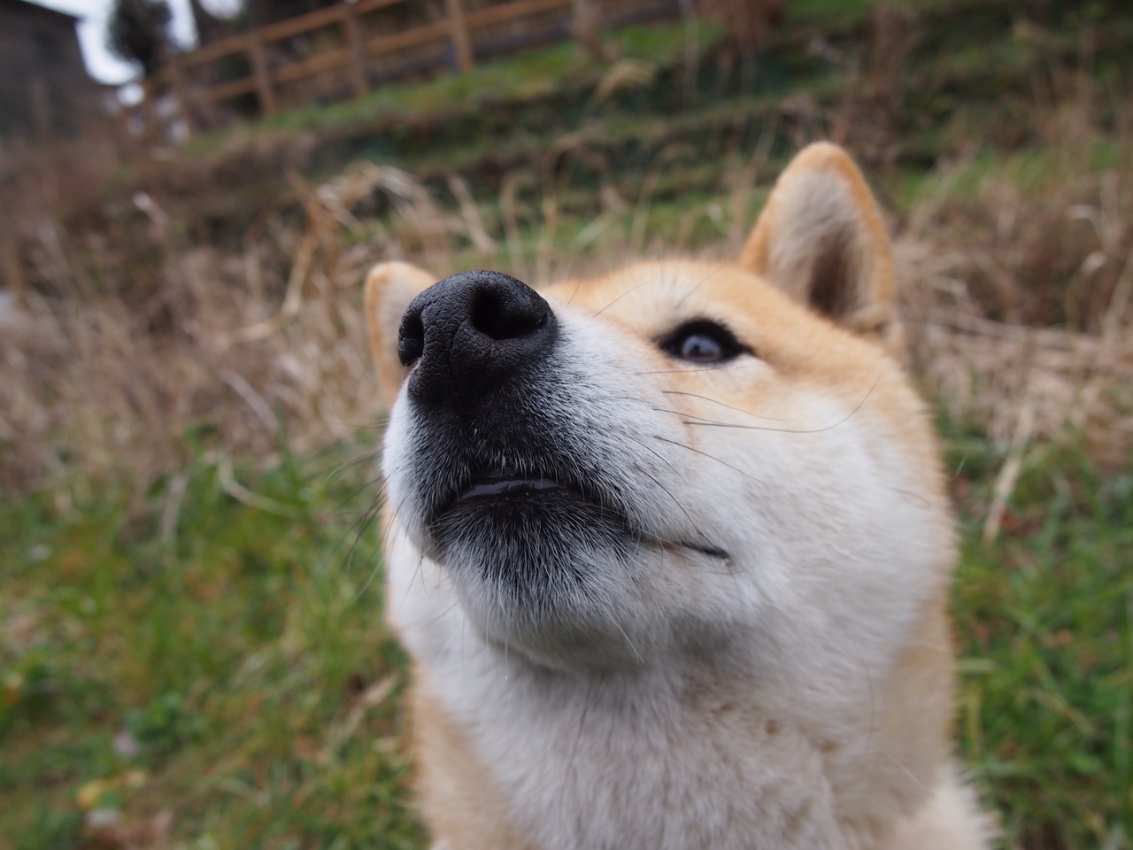 kaiyun网站-莱比锡红牛中锋状态火热，持续得分，莱比锡红牛实力如何