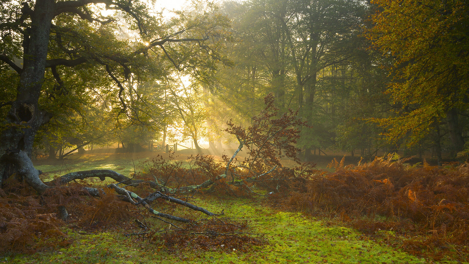 开云体育-莱比锡红牛客场胜弗赖堡，德甲积分形势再度洗牌，莱比锡红牛德甲战绩