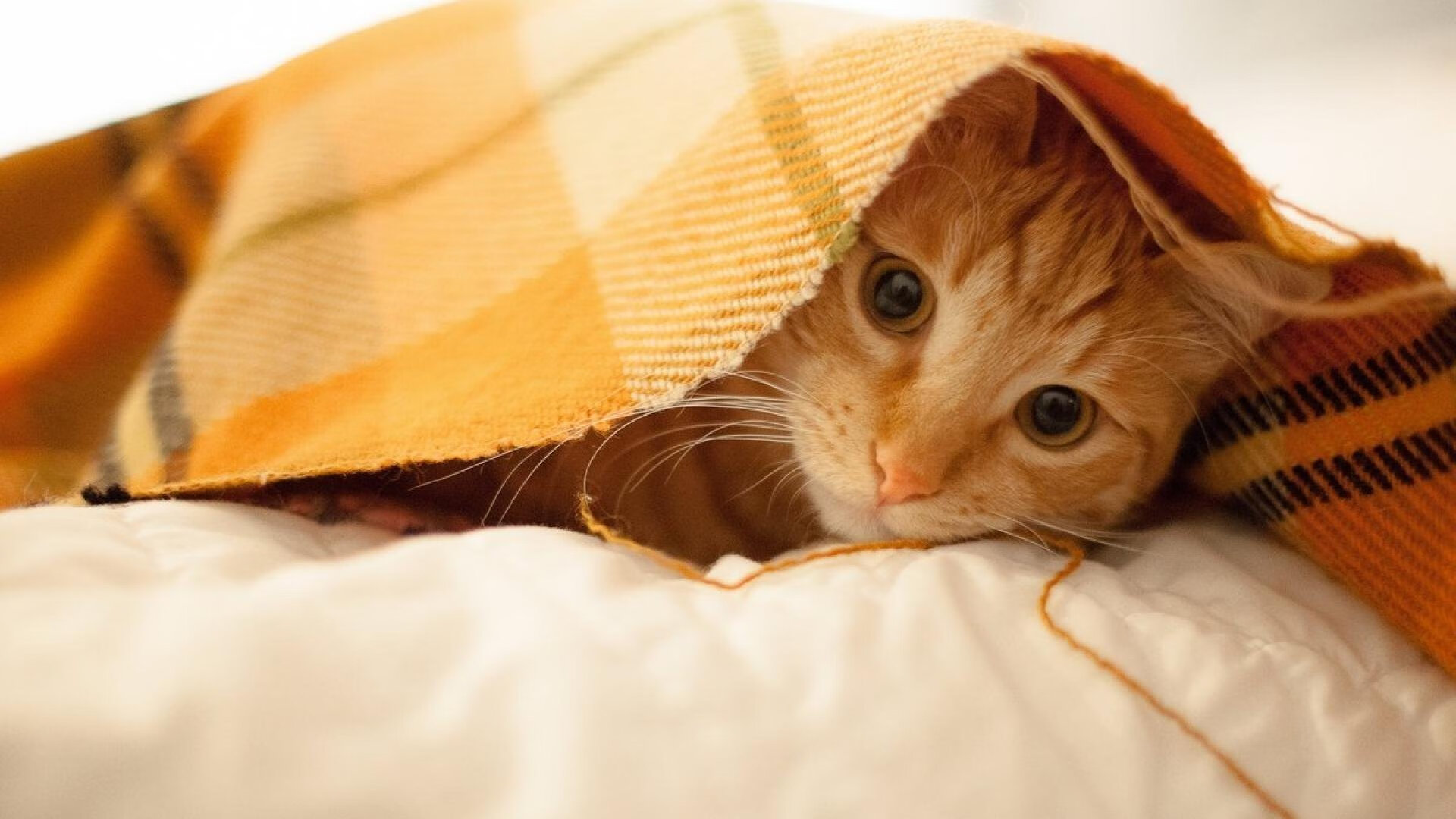 北美战队引进国际强援，北美战队排名