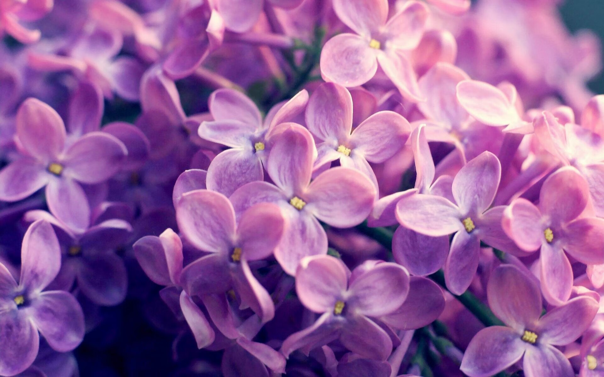 kaiyun登录入口-北美战队新阵容磨合顺利，北美zen战队