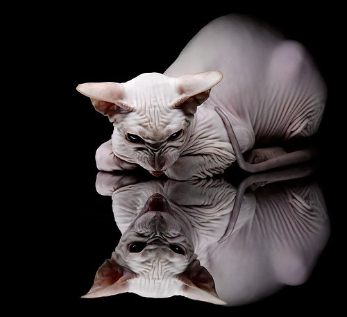 北美战队赢得BLAST预选赛席位,北美战队c9