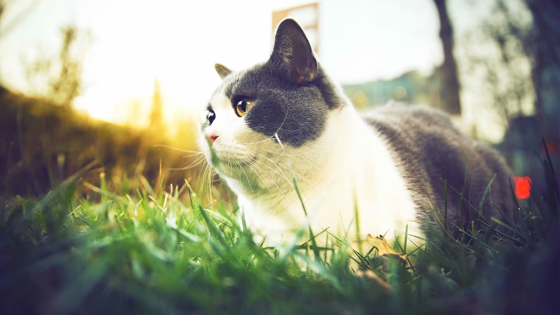 曼联因财务问题面临8000万英镑缺口，曼联公布财报