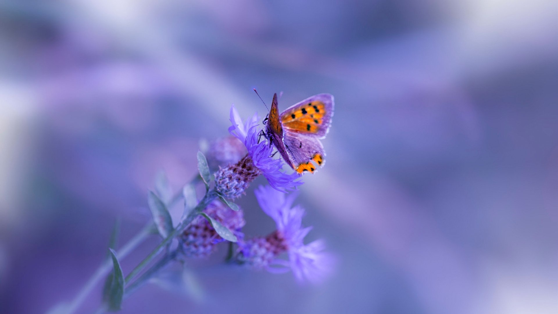 曼联在2024年欧联杯决赛中0-1不敌热刺,未能夺冠,曼联欧联杯冠军首发