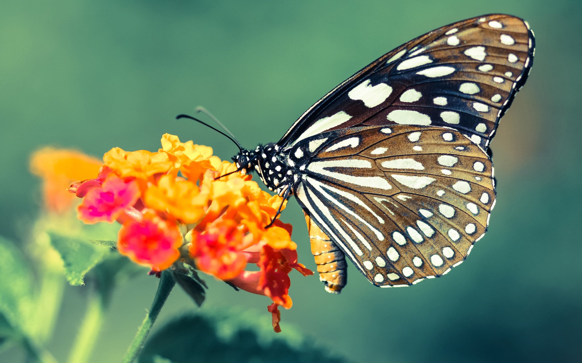 kaiyun体育app-荷兰马术队在巴黎奥运会团体障碍赛中表现出色，获得第四名。，荷兰马拉松比赛