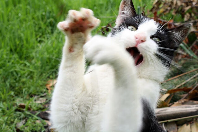 荷兰马术队在巴黎奥运会障碍赛中获得第六名，展现强大实力。，荷兰队三架马车