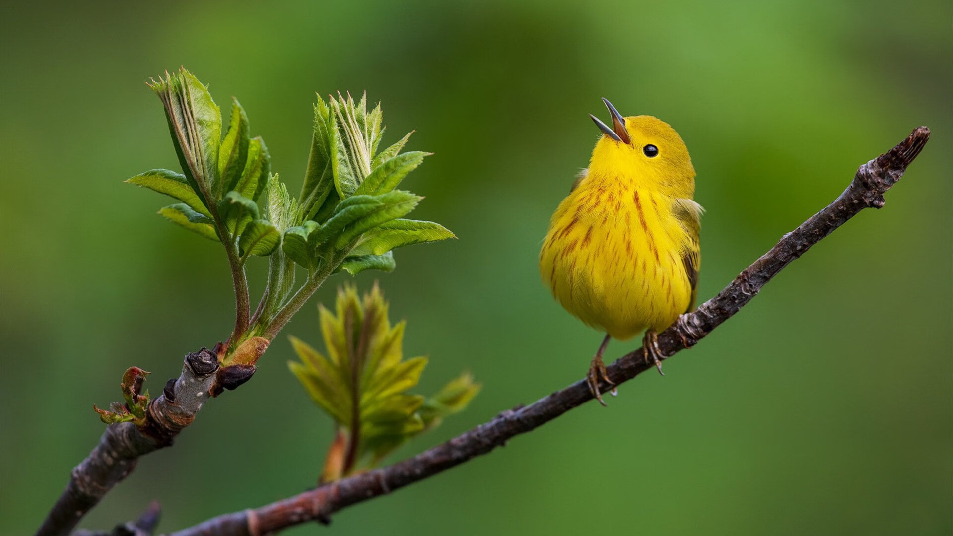足球数据平台上线,提供全面信息,足球数据app有哪些