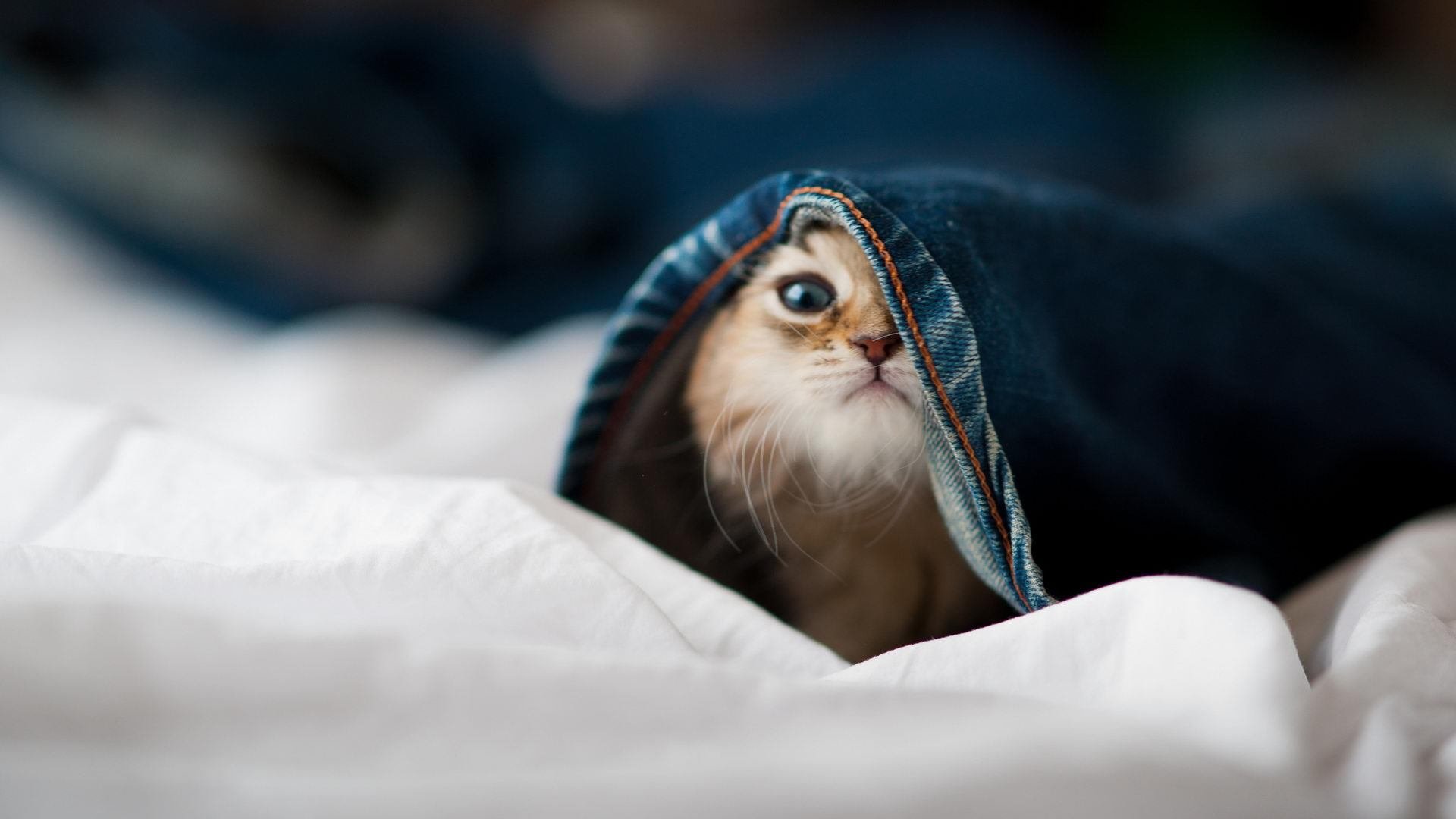 阿联酋球队淘汰强敌,实力备受认可,阿联酋国家队球星