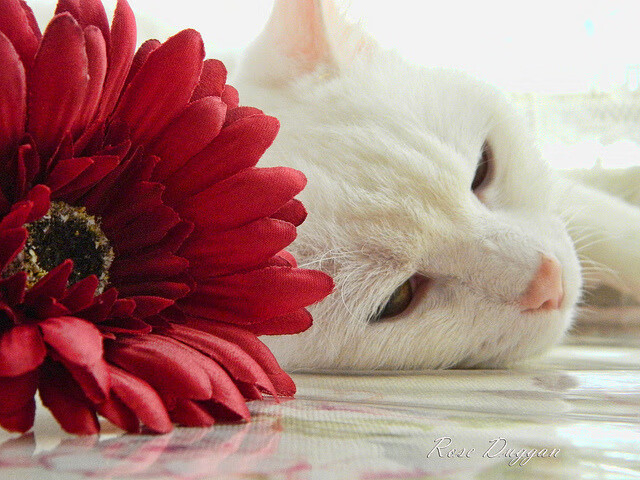 “手球与合球：沙滩赛场双项竞技燃爆天府新区”