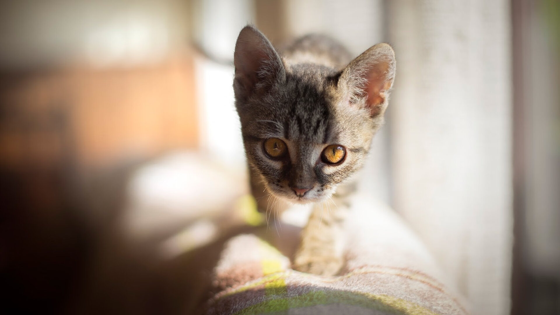 开云官方网页登录-比赛转播技术持续革新，赛事转播技术