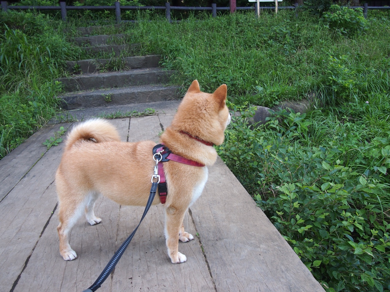 kaiyun登录入口-湖人训练现场使用高频传球训练提高出球速度，湖人传球大师