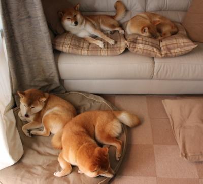 开云中国大陆-澳大利亚袋鼠队的年轻力量崭露头角，未来可期，袋鼠 澳大利亚