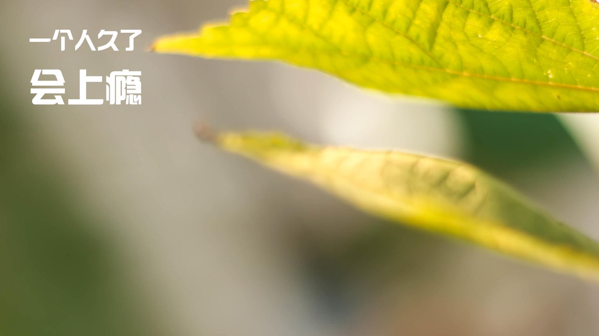 独行侠核心前锋连续命中远投展现强大信心,独行侠首发控卫